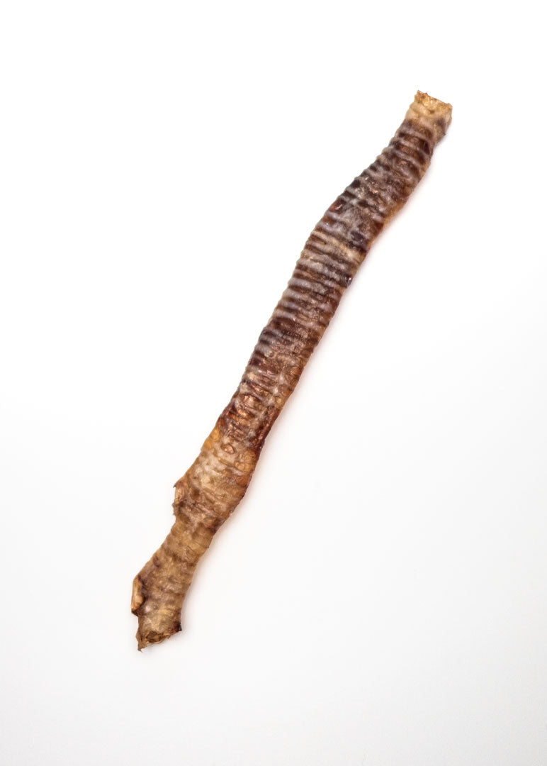 Goat Trachea