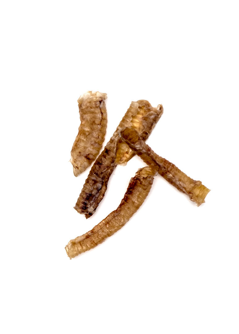 Goat Trachea